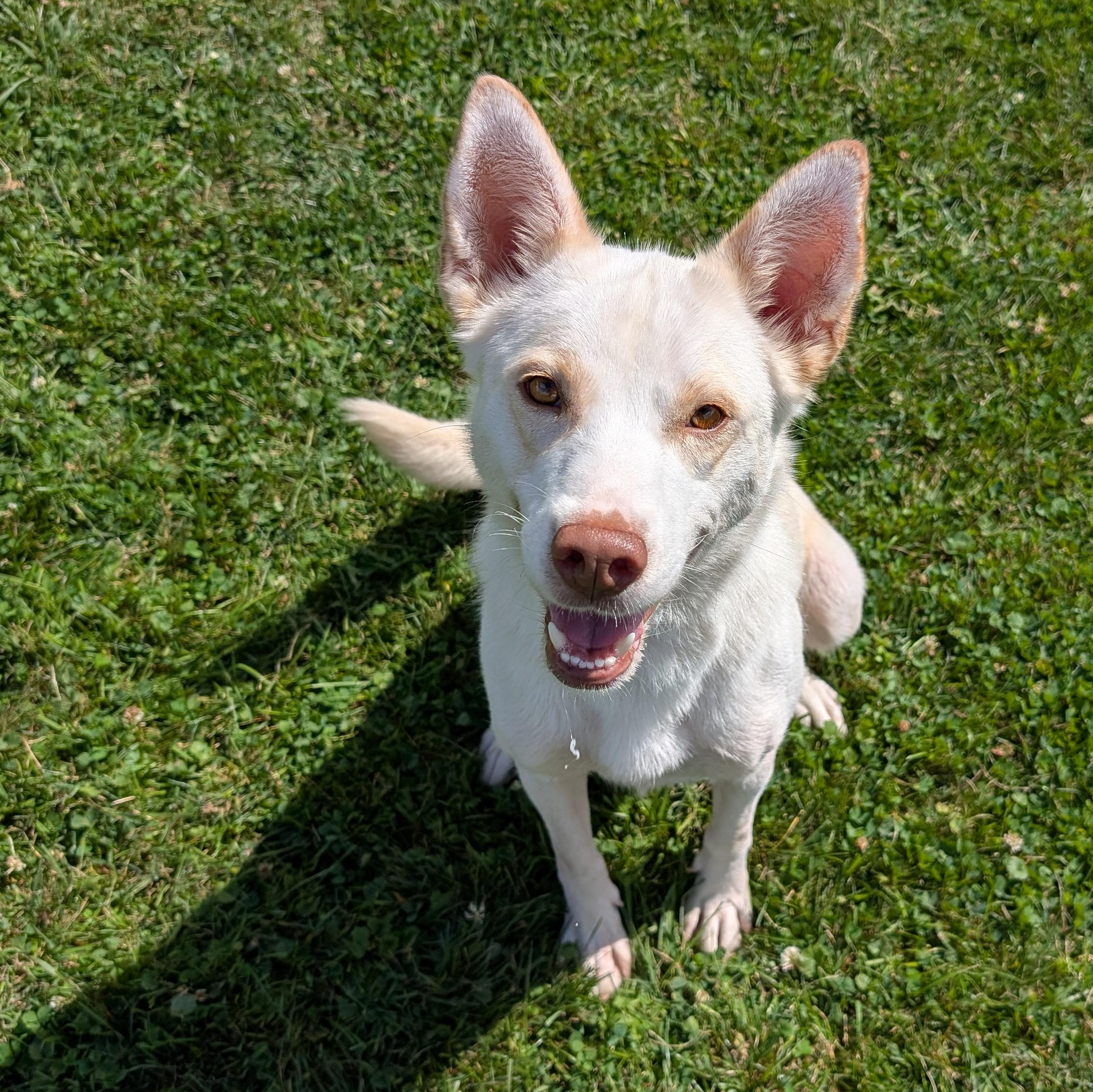 186890 Elke, Adoptable, Adult Female Shepherd.