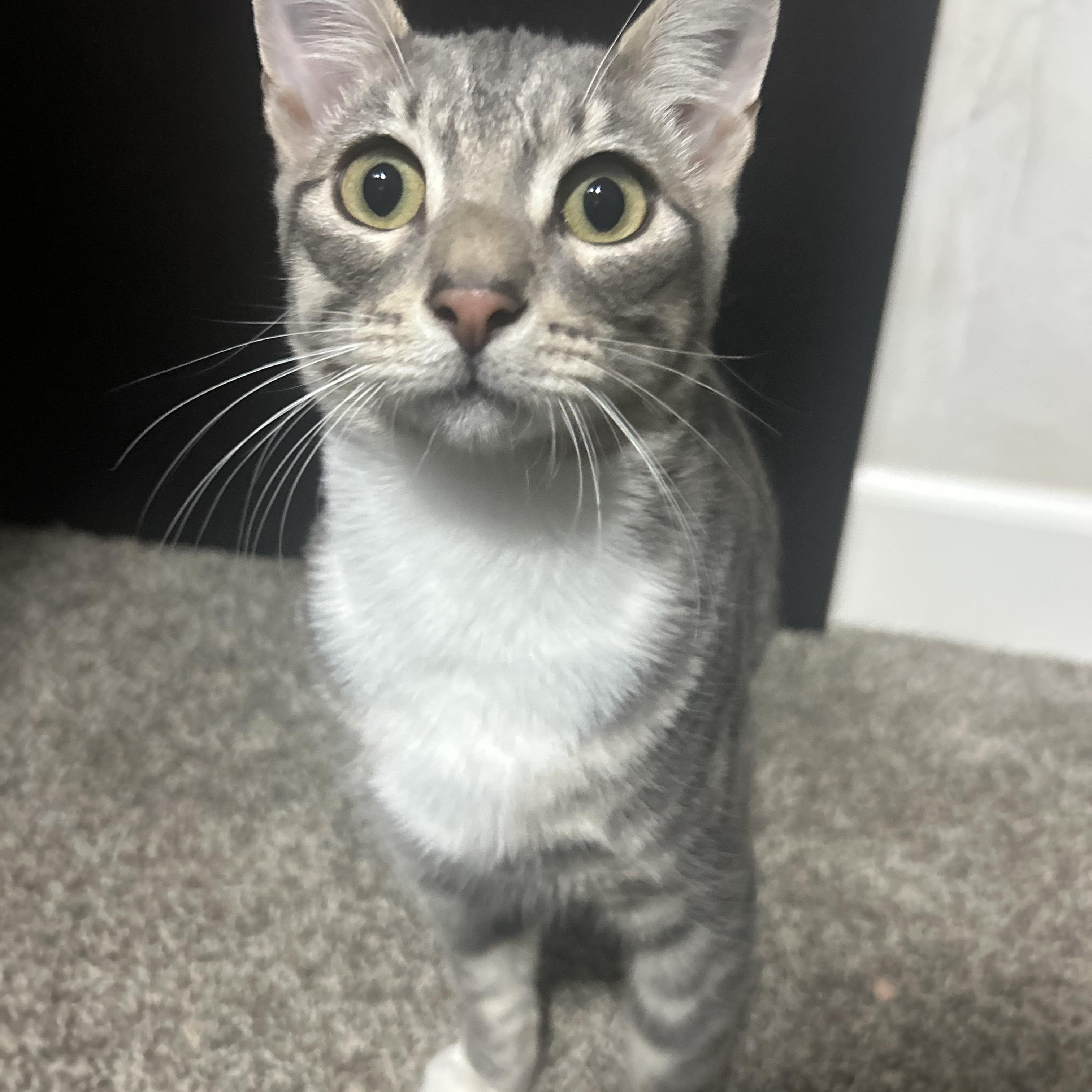 Enlarge Zebra Cat, a Adopted mixed breed in Benicia, CA image 2/6