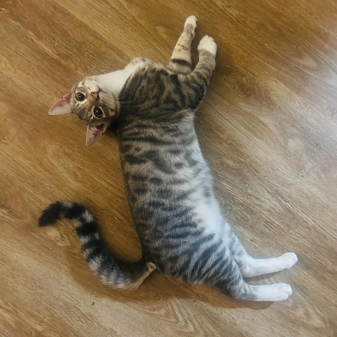 Enlarge Zebra Cat, a Adopted mixed breed in Benicia, CA image 3/6