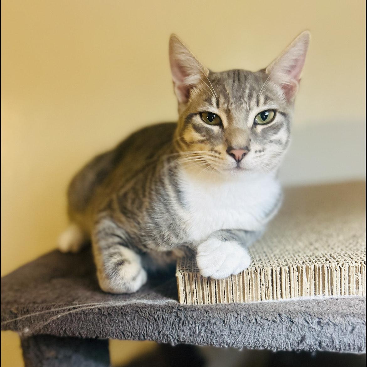 Enlarge Zebra Cat, a Adopted mixed breed in Benicia, CA image 4/6