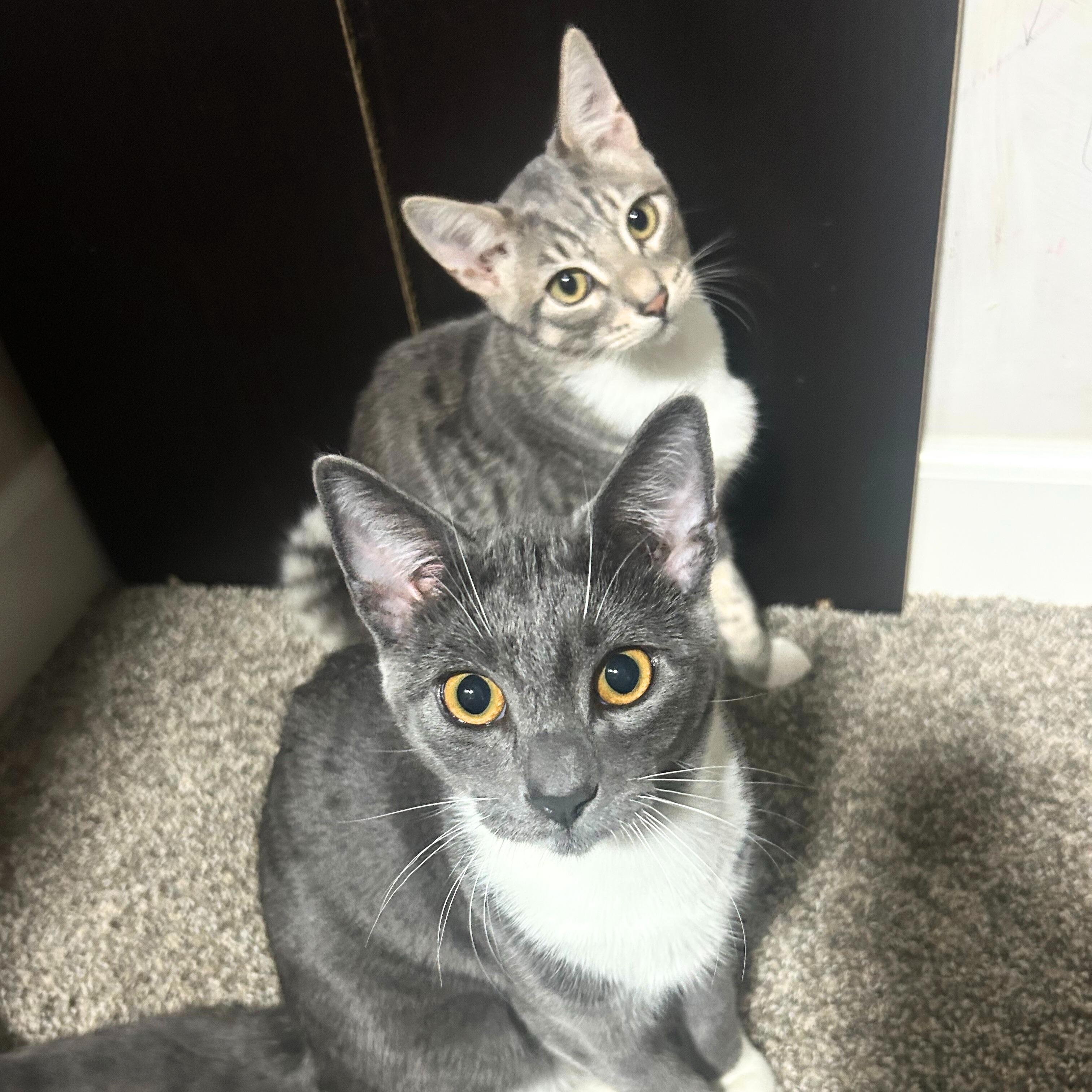 Enlarge Zebra Cat, a Adopted mixed breed in Benicia, CA image 5/6