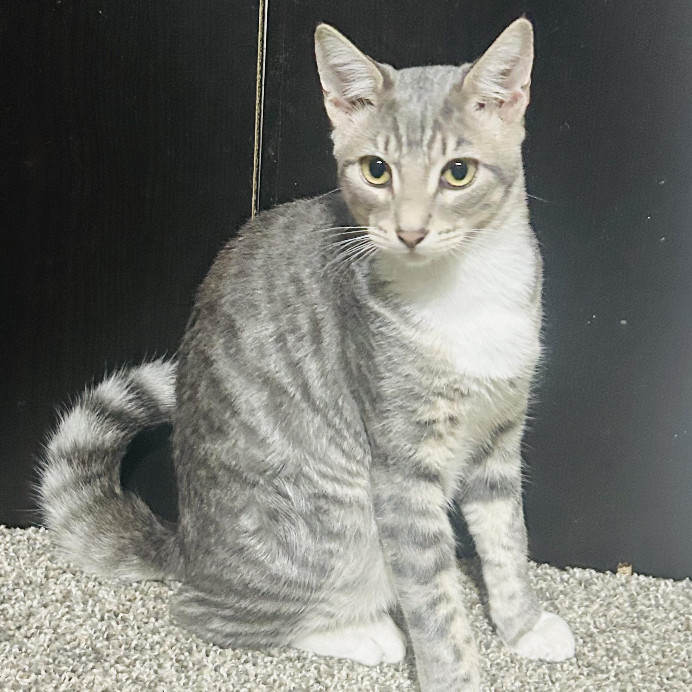 Enlarge Zebra Cat, a Adopted mixed breed in Benicia, CA image 6/6