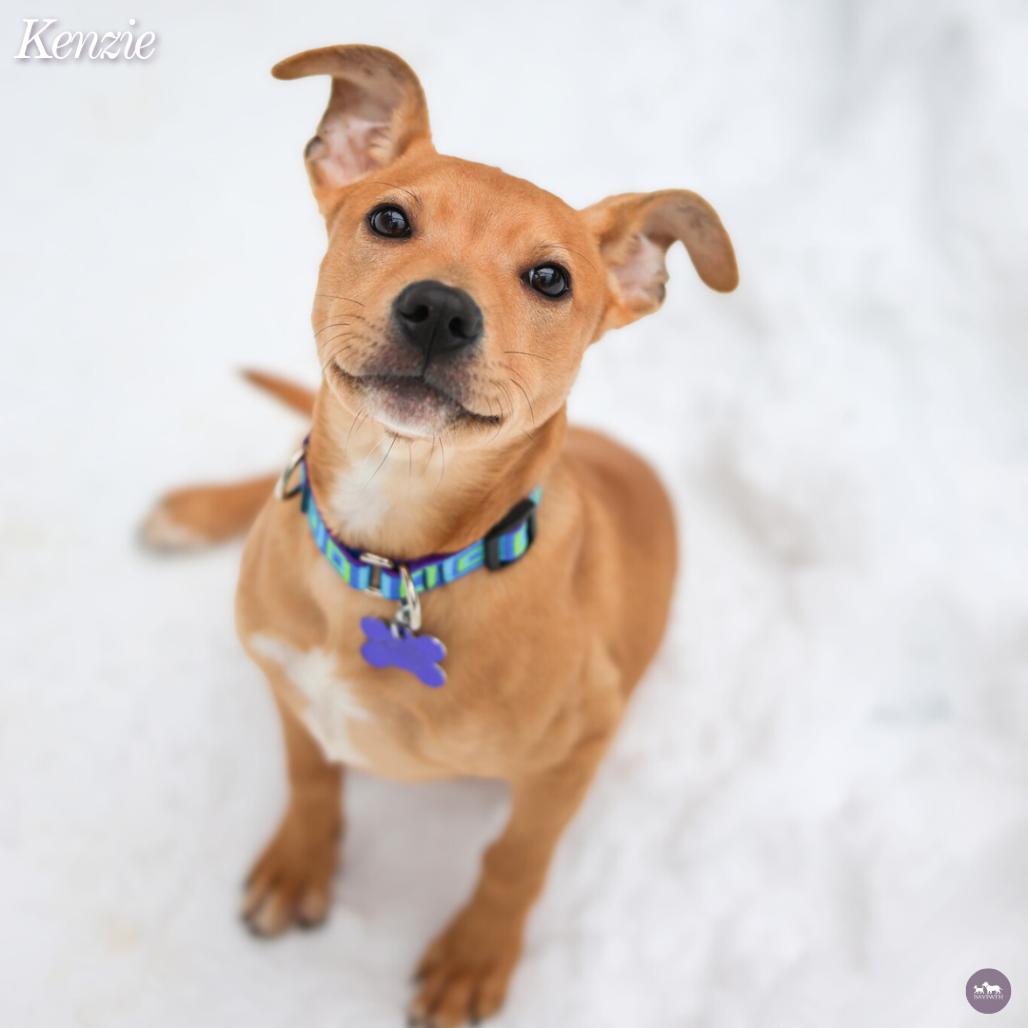 Kenzie, a Adoptable mixed breed in Hopkinton, MA image 2/3