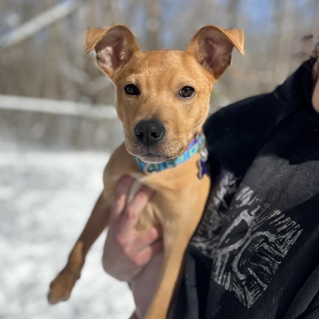 Kenzie, a Adoptable mixed breed in Hopkinton, MA image 3/3