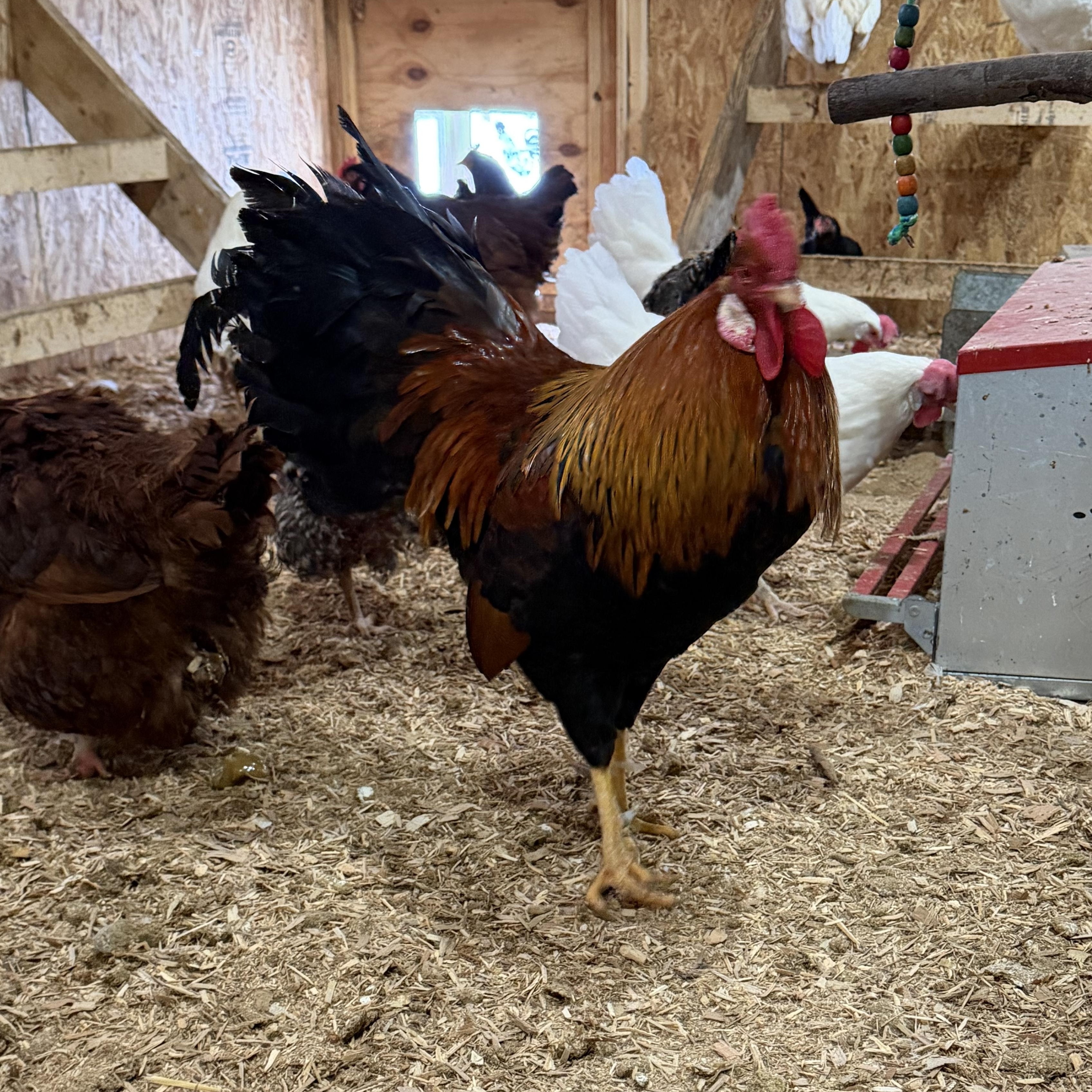 Atomic, ADOPTABLE, Adult Male Chicken.