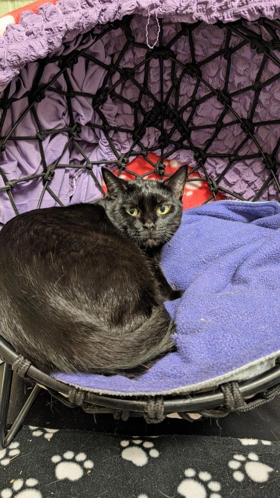 Carmina, Adoptable, Young Female Domestic Short Hair.