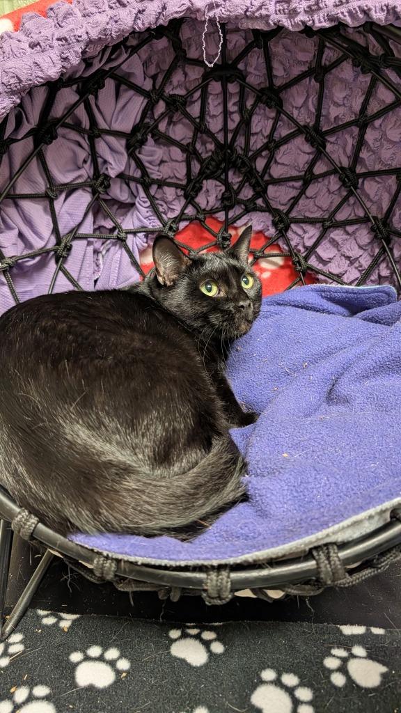 Enlarge Carmina, a Adoptable mixed breed in Ellijay, GA image 3/3