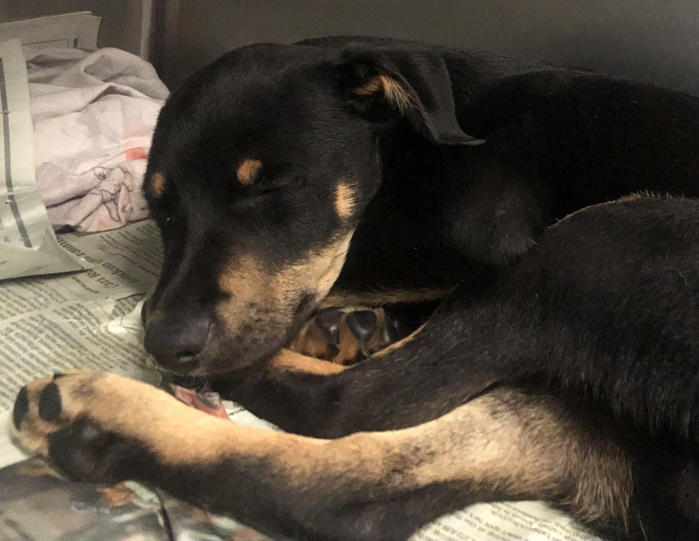 Enlarge Hux, an adopted mixed breed in Parma, OH image 1/1