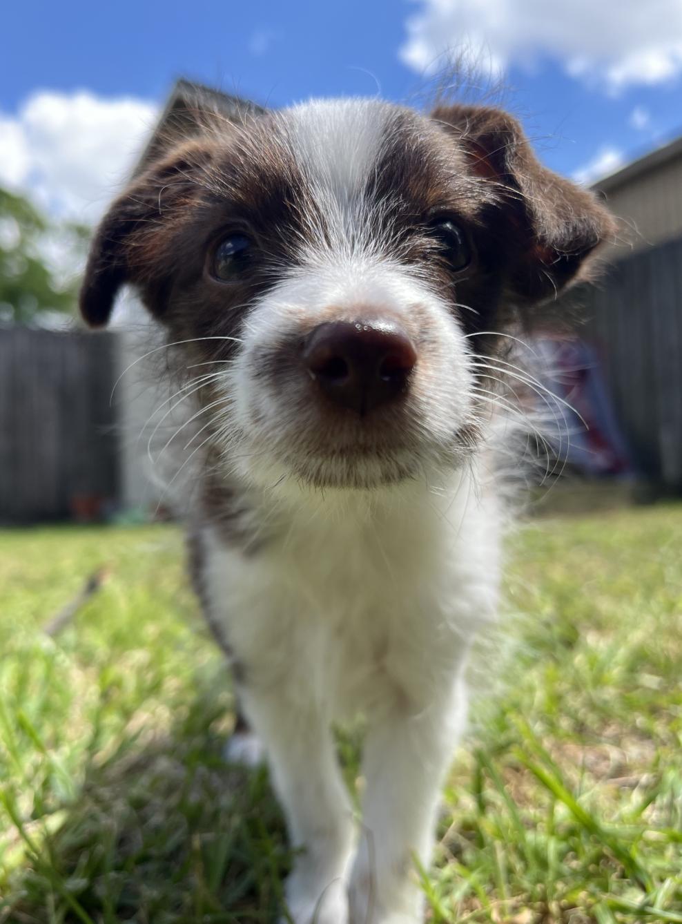 Enlarge Tennessee (Dolly PAWton Litter)/Holly, a Adopted mixed breed in Arlington, TX image 1/6