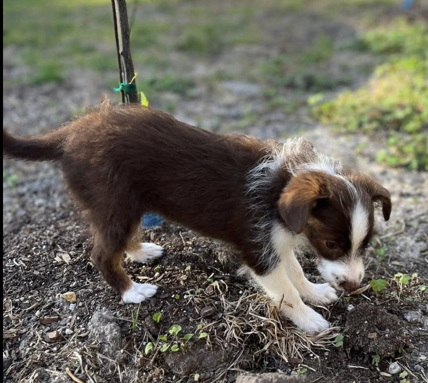 Enlarge Tennessee (Dolly PAWton Litter)/Holly, a Adopted mixed breed in Arlington, TX image 3/6
