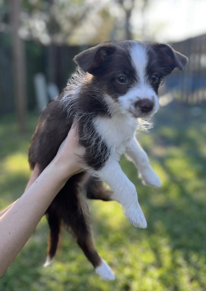 Enlarge Tennessee (Dolly PAWton Litter)/Holly, a Adopted mixed breed in Arlington, TX image 5/6