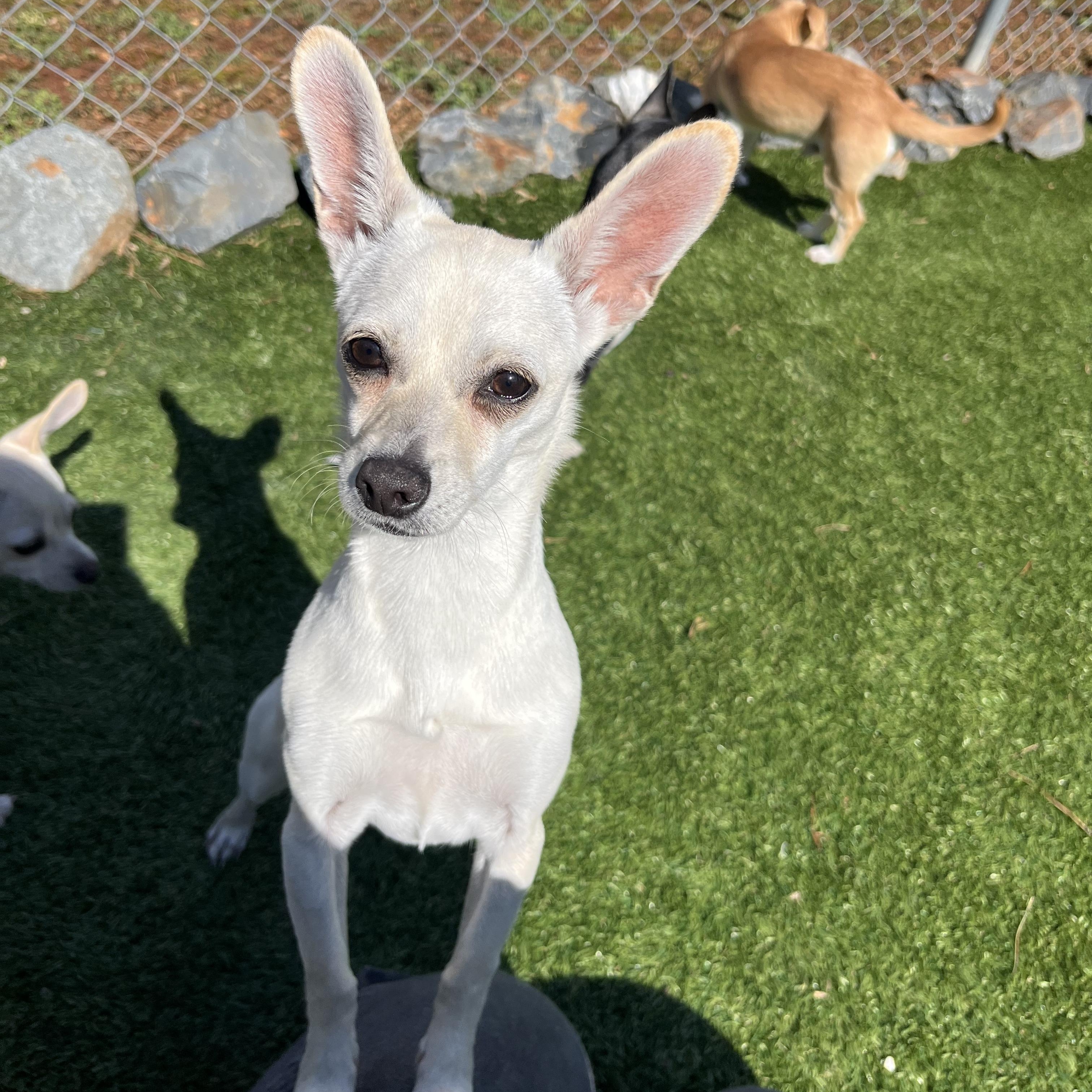 Enlarge Miso, a Adoptable mixed breed in Salisbury, NC image 3/5