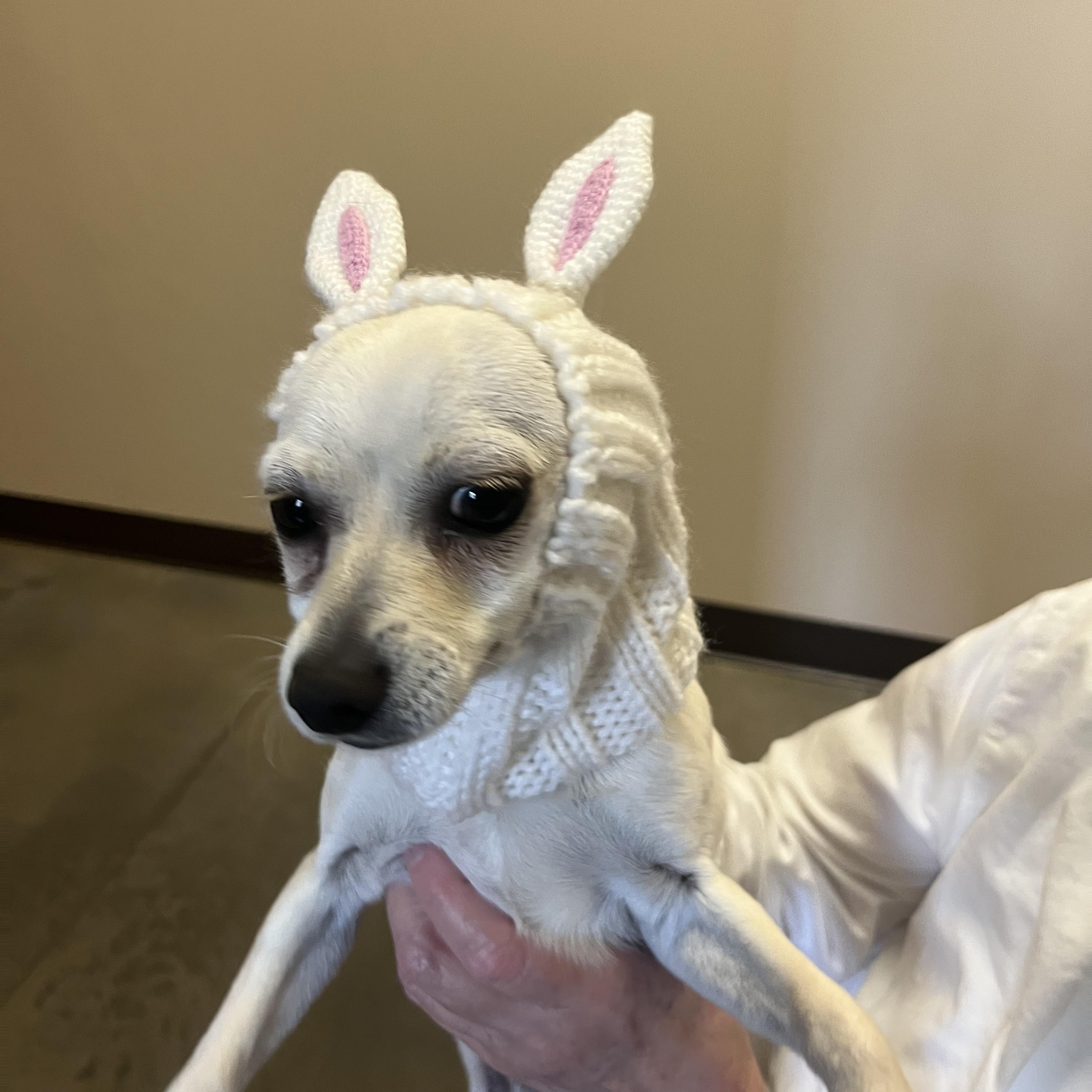 Enlarge Miso, a Adoptable mixed breed in Salisbury, NC image 5/5