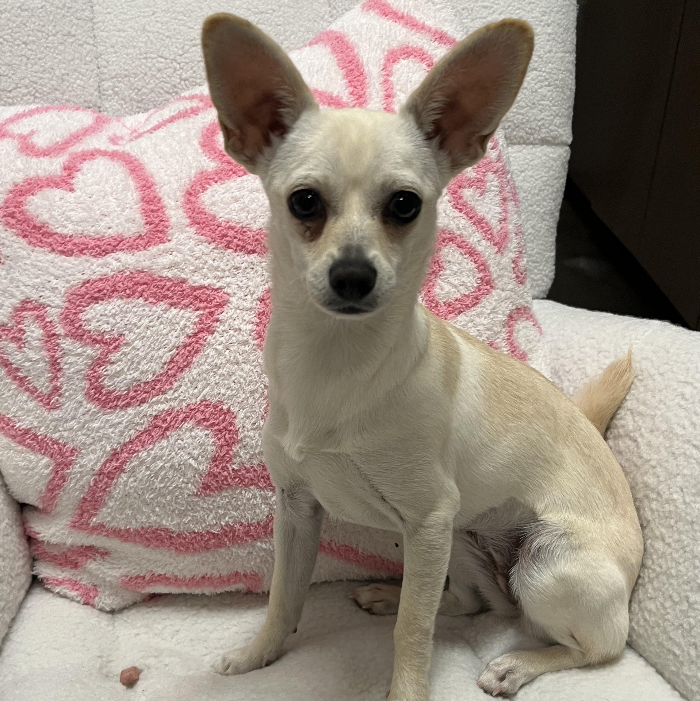 Enlarge Miso, a Adoptable mixed breed in Salisbury, NC image 2/5