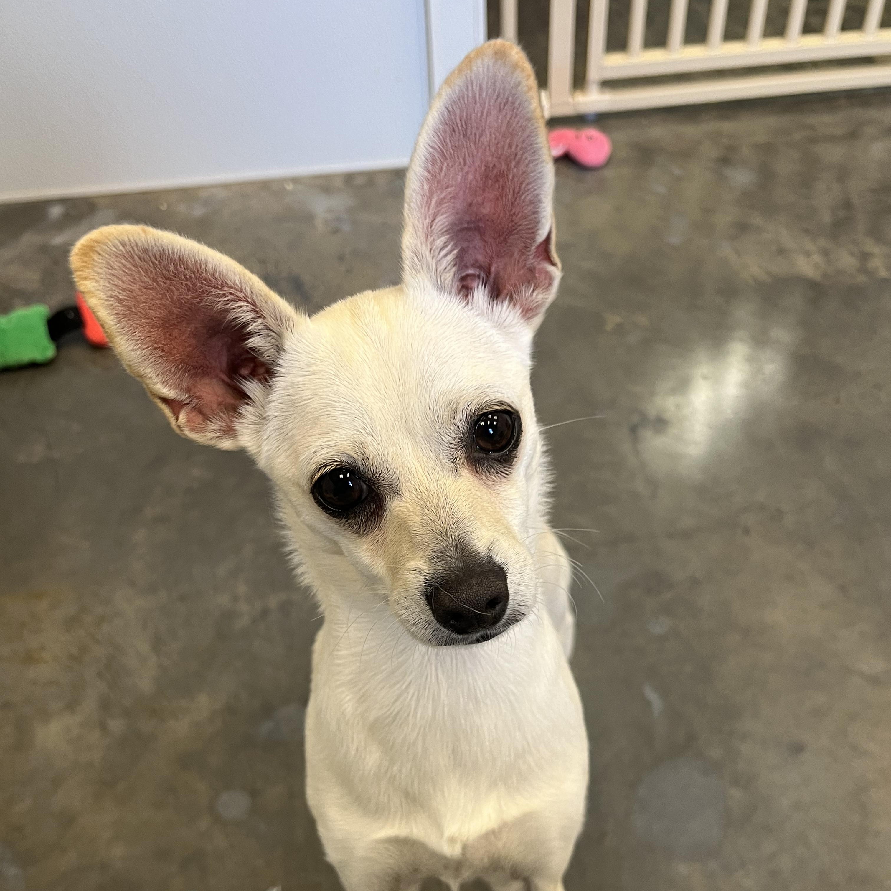 Miso, Adoptable, Young Female Chihuahua.