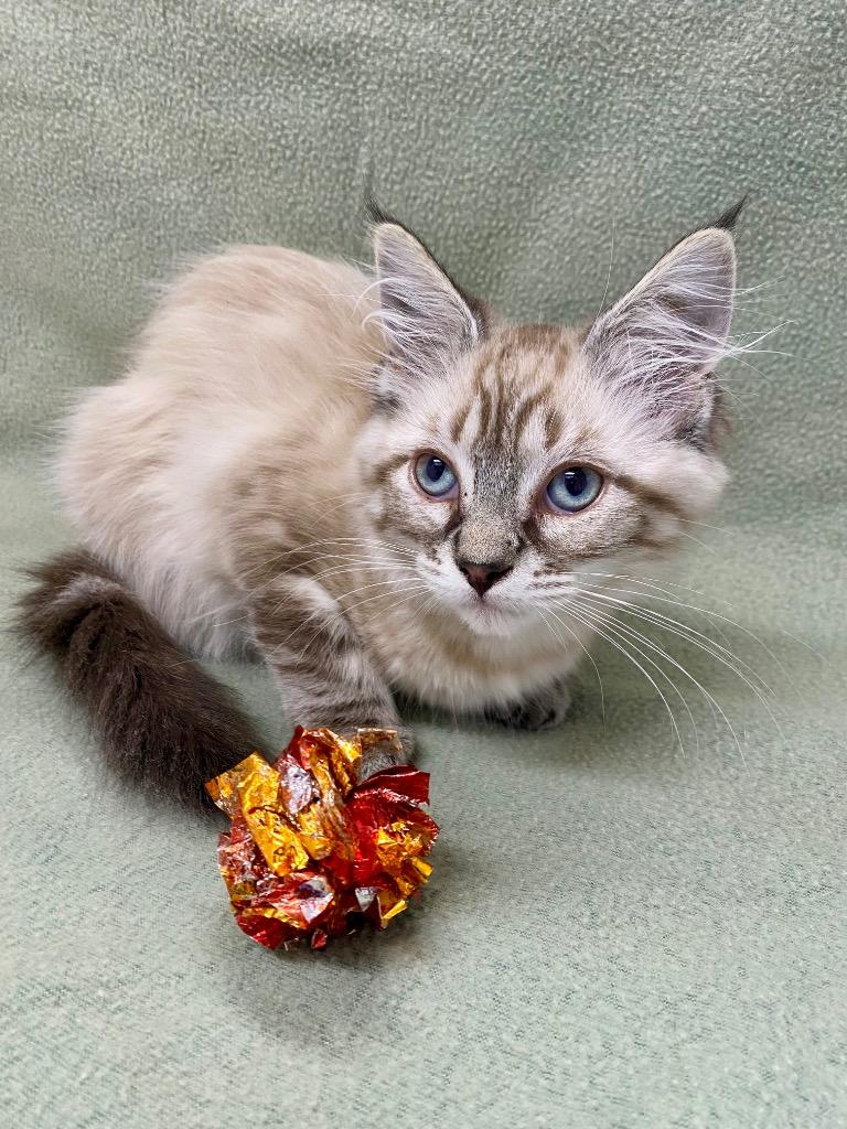 Aspen, Adoptable, Kitten Female Siamese.