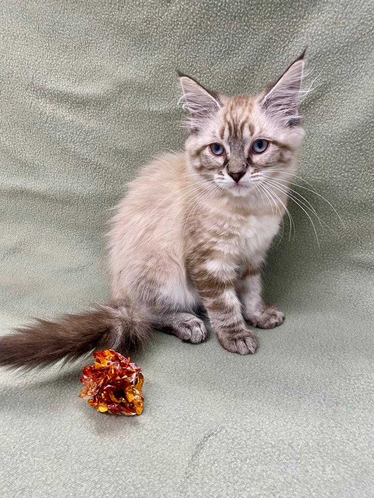Enlarge Aspen, a Adoptable Siamese in Grants Pass, OR image 2/2