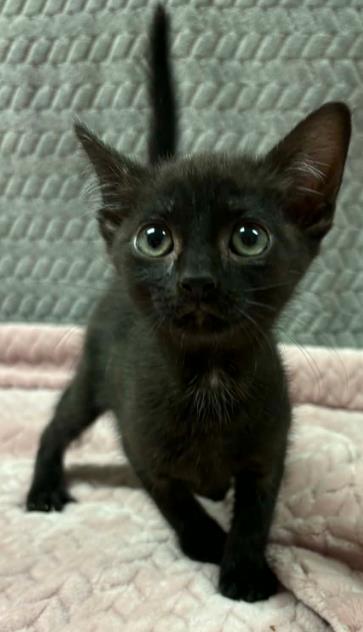 margaret, Adoptable, Kitten Female Domestic Short Hair & Domestic Short Hair.