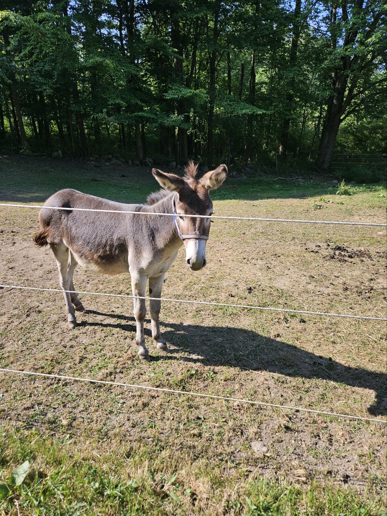 Mickey, Adoptable, Young Male Mule.