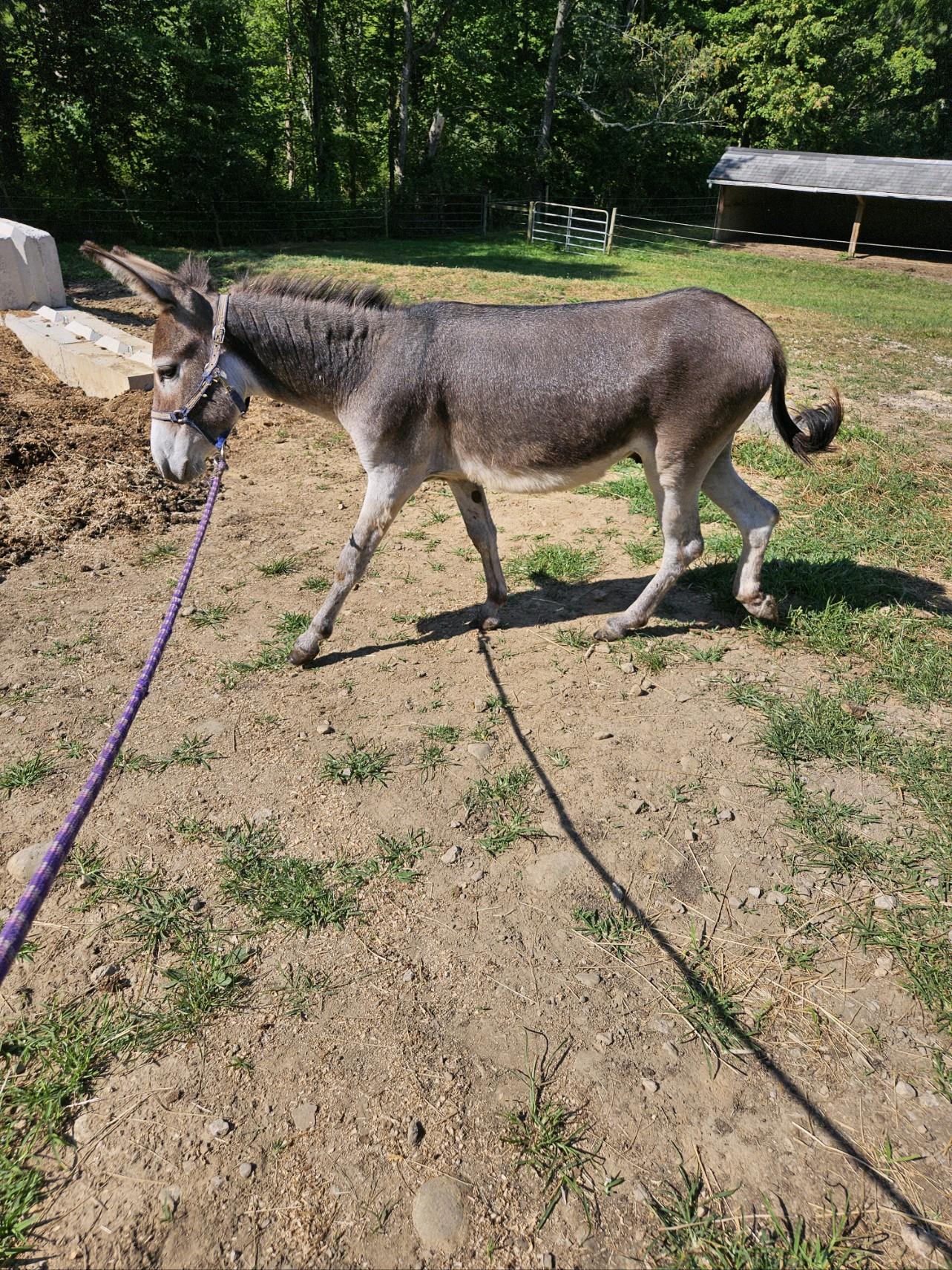 Mickey, a Adoptable Mule in Wadsworth, OH image 2/4