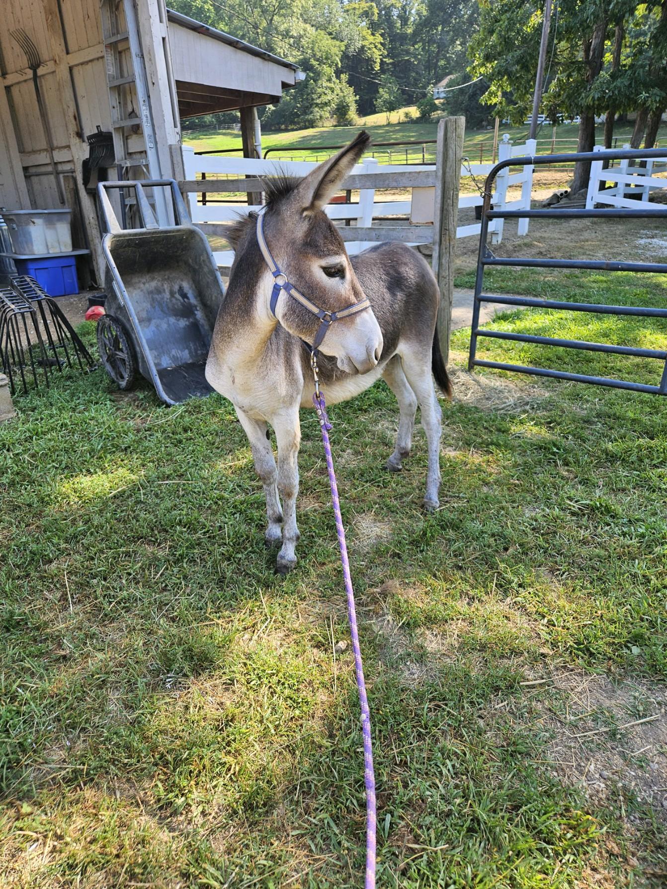 Mickey, a Adoptable Mule in Wadsworth, OH image 3/4