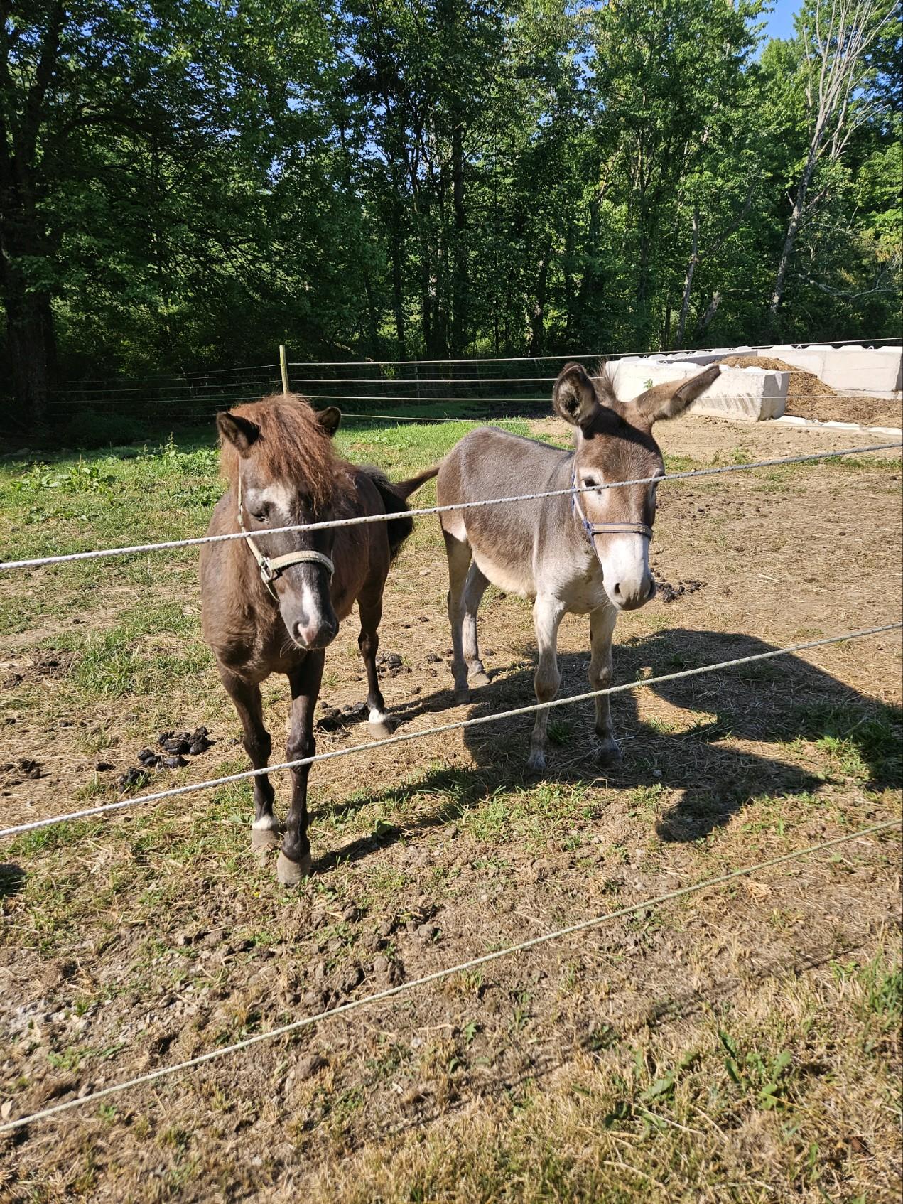 Mickey, a Adoptable Mule in Wadsworth, OH image 4/4