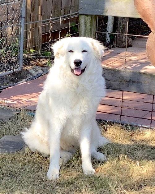 Peter, a Adoptable Great Pyrenees in Spring, TX image 1/3