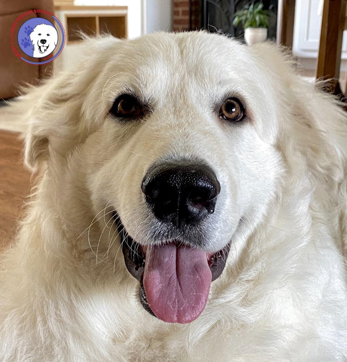 Peter, a Adoptable Great Pyrenees in Spring, TX image 2/3