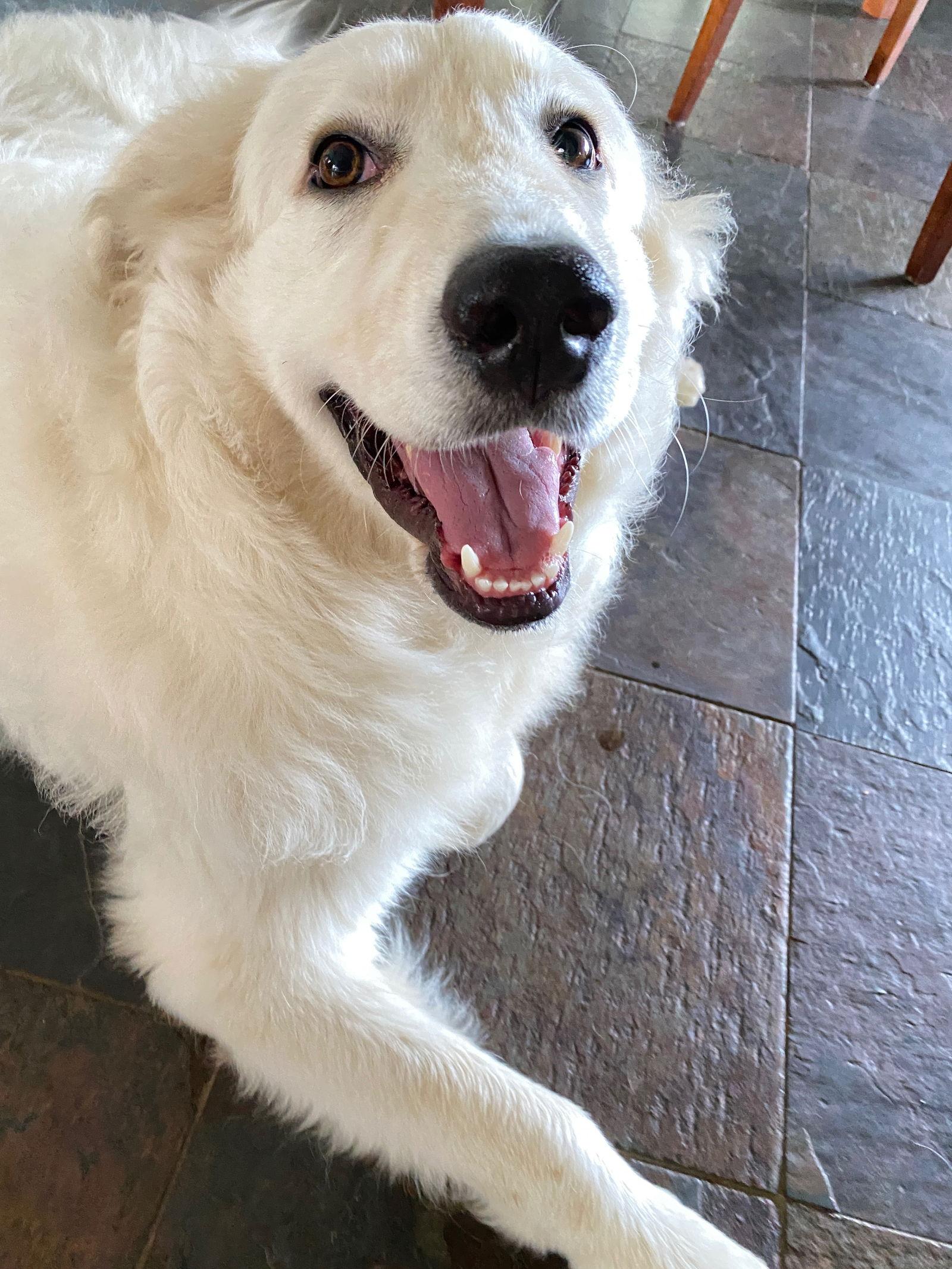 Peter, a Adoptable Great Pyrenees in Spring, TX image 3/3