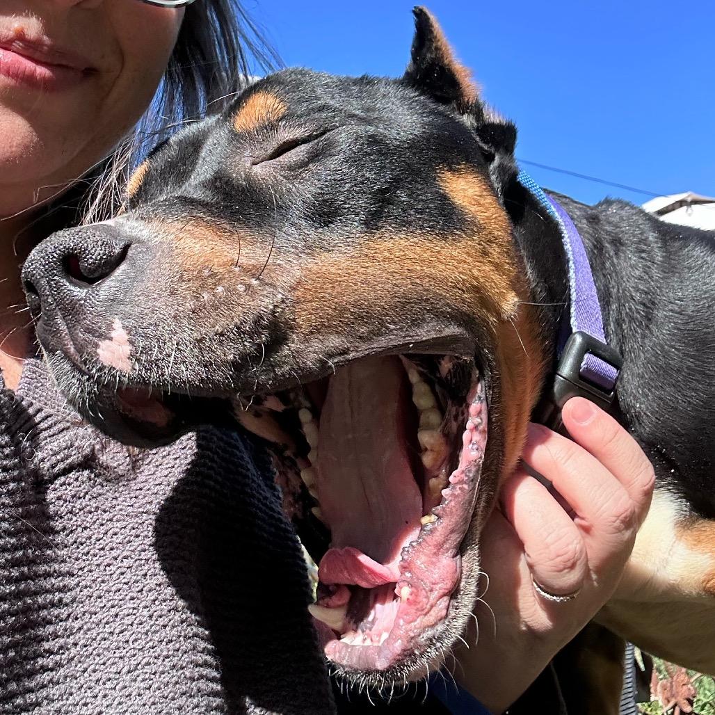 Beauredog — thumbnail 2