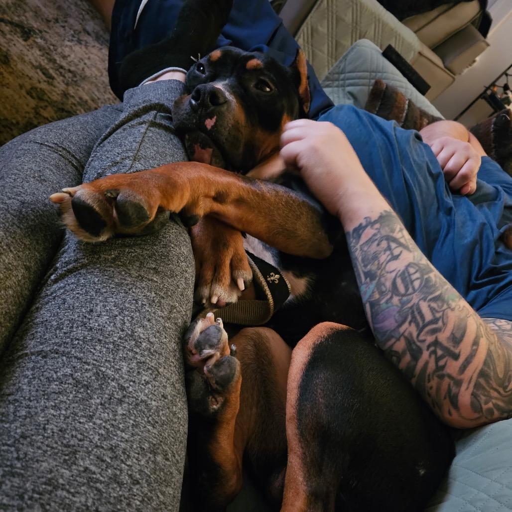 Beauredog — thumbnail 3