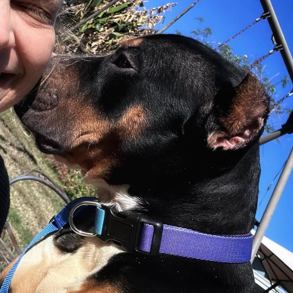 Beauredog — thumbnail 4