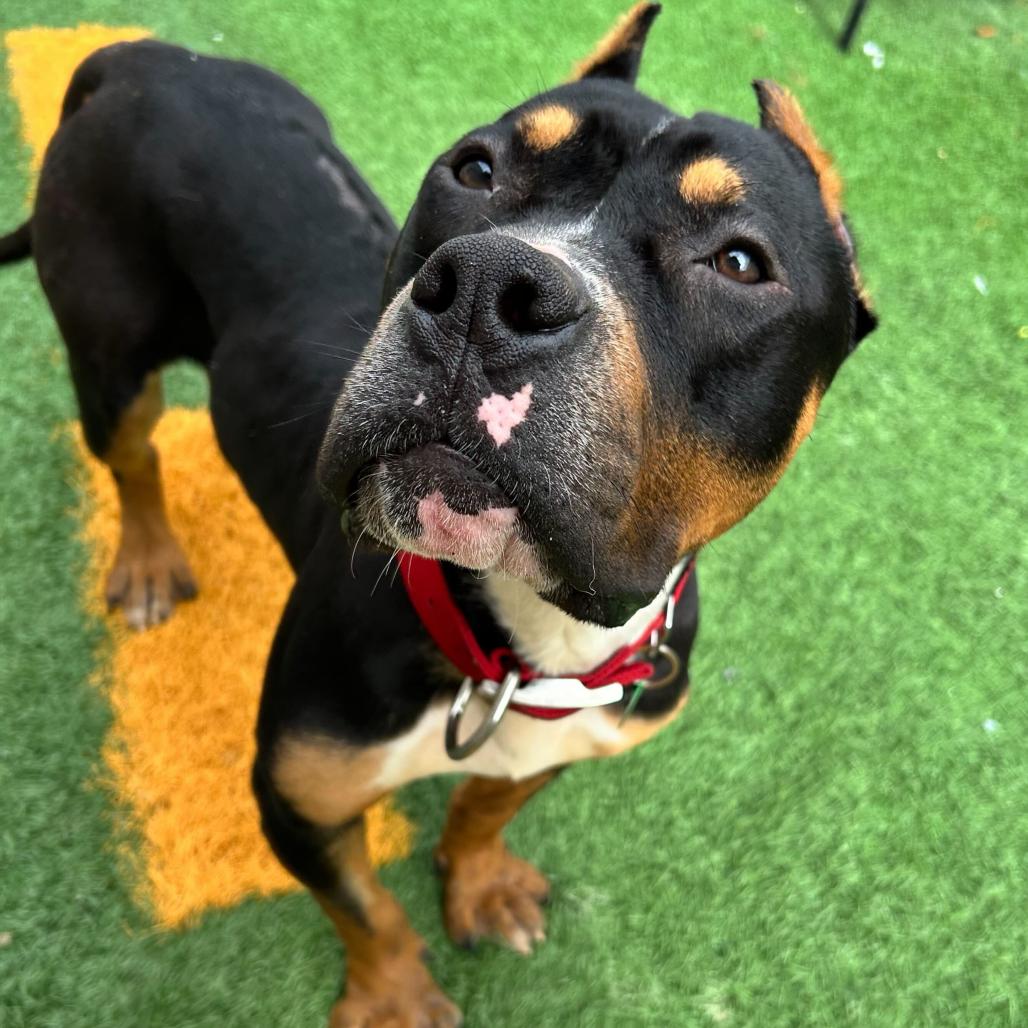 Beauredog — thumbnail 5