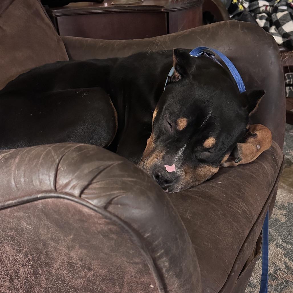 Beauredog — thumbnail 6