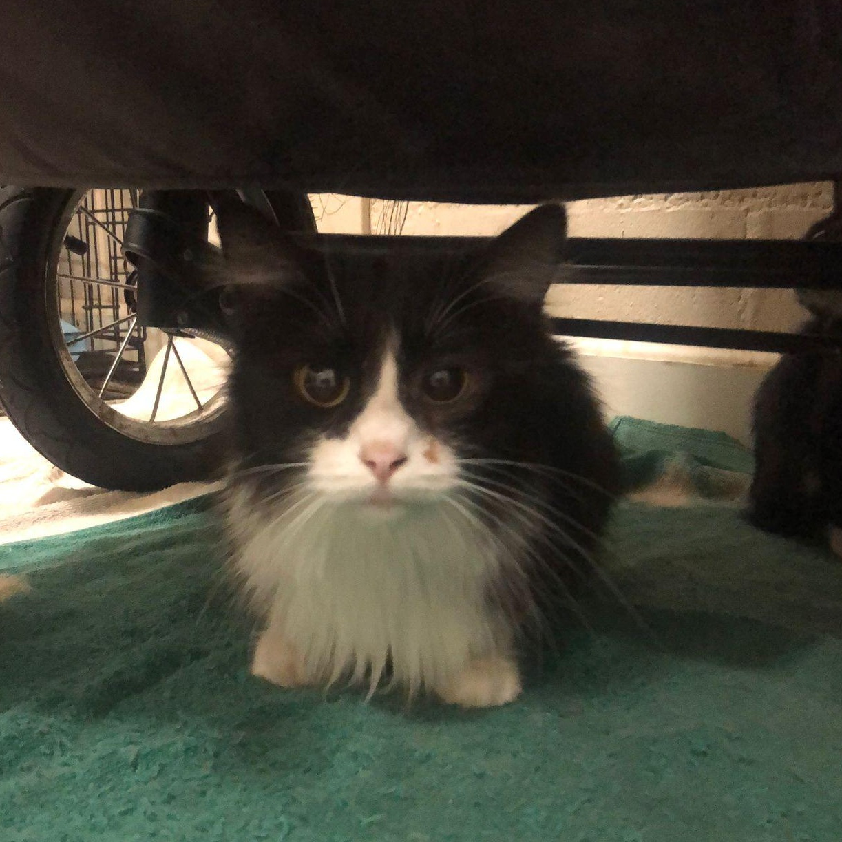 Ms. Gorgeous Mish, Young Female Tuxedo