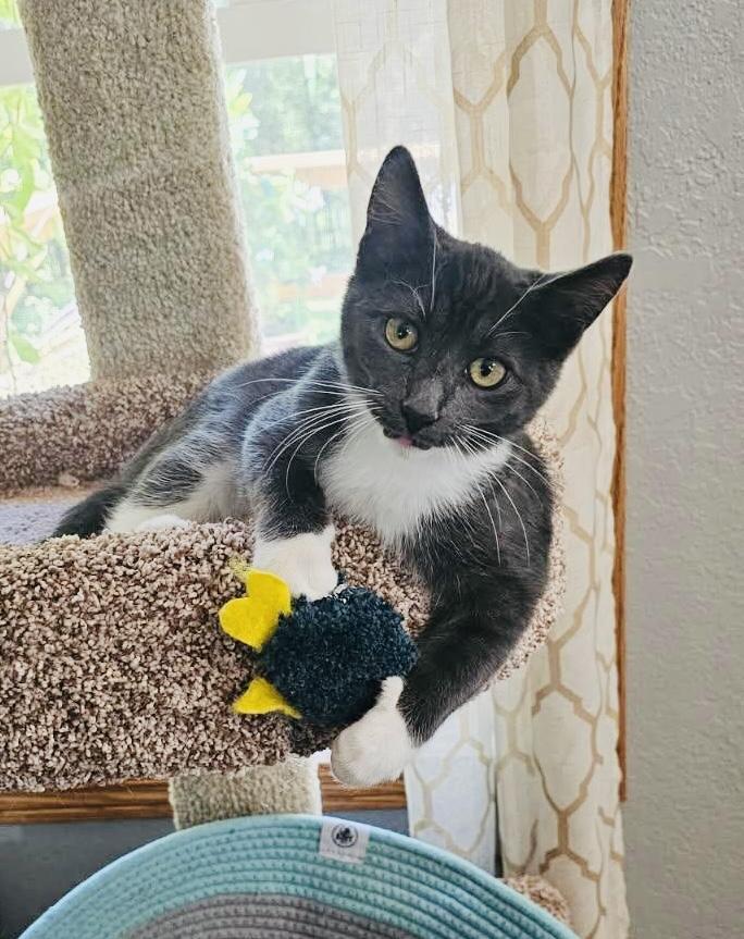SAMMY, Adoptable, Kitten Male Tuxedo & Domestic Short Hair.