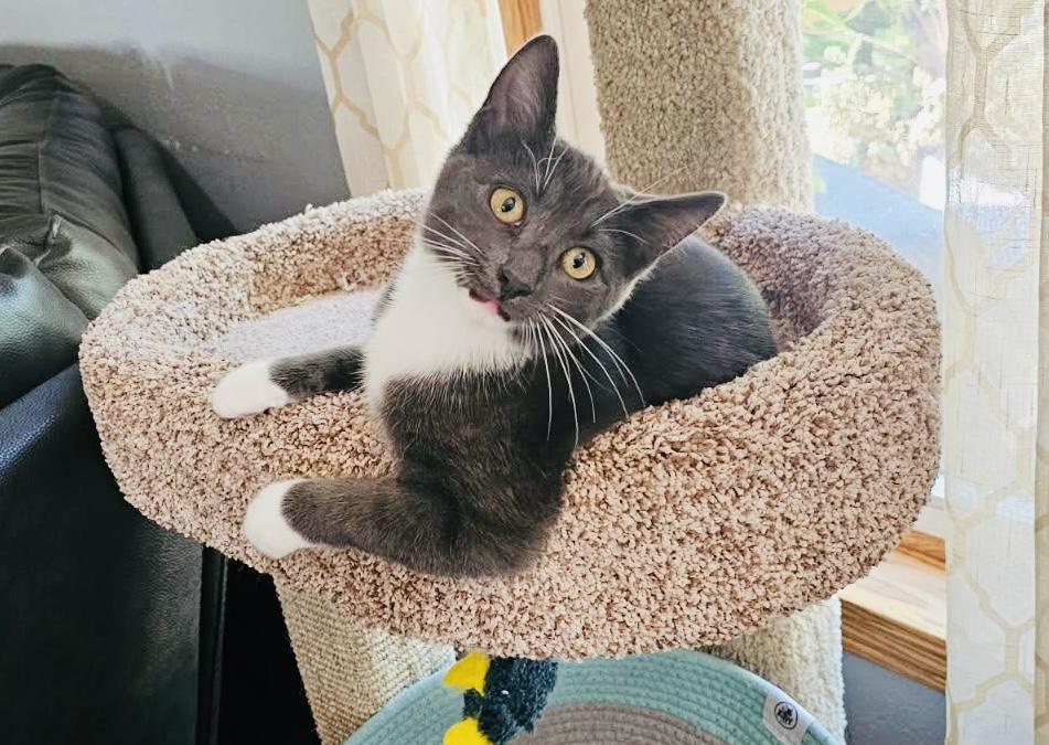 SAMMY, a Adoptable mixed breed in Panora, IA image 6/6