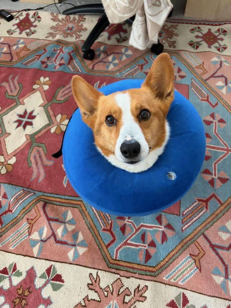 Woogie, a Adopted Corgi in Denver, CO image 1/3