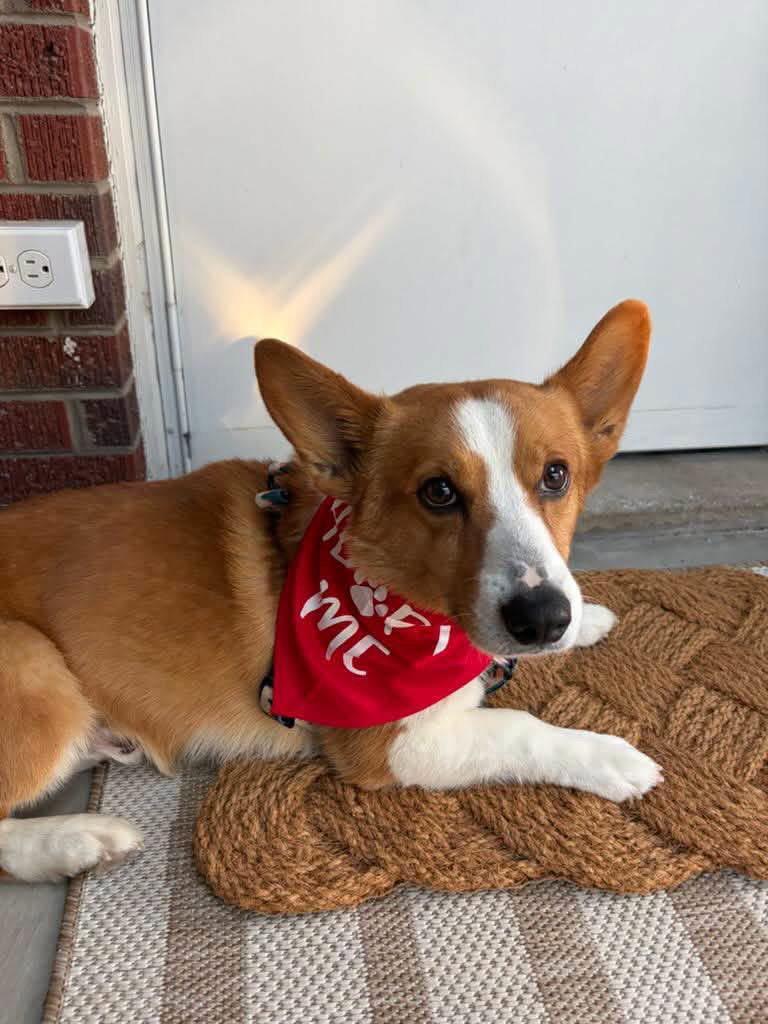 Woogie, a Adopted Corgi in Denver, CO image 2/3