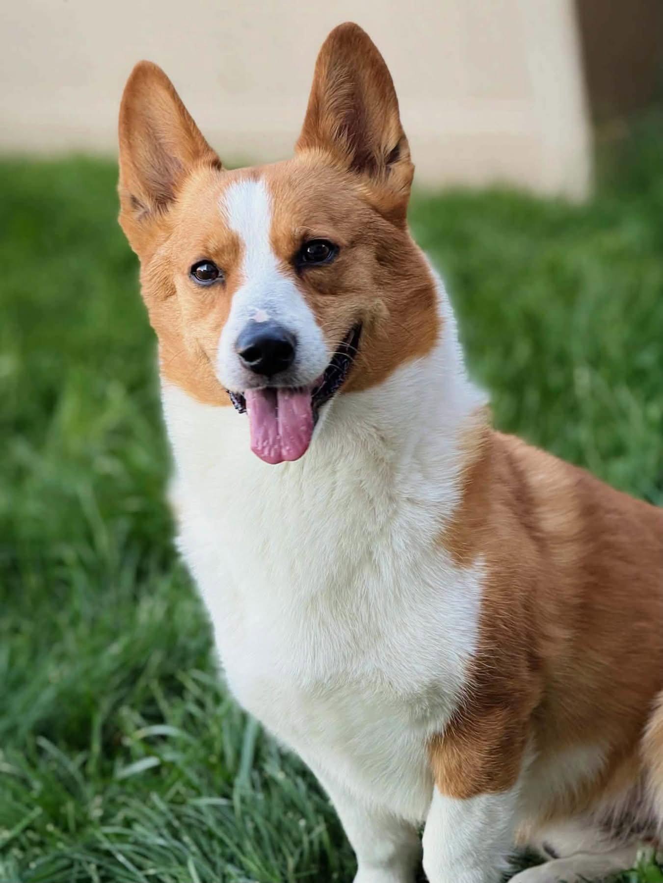 Woogie, a Adopted Corgi in Denver, CO image 3/3