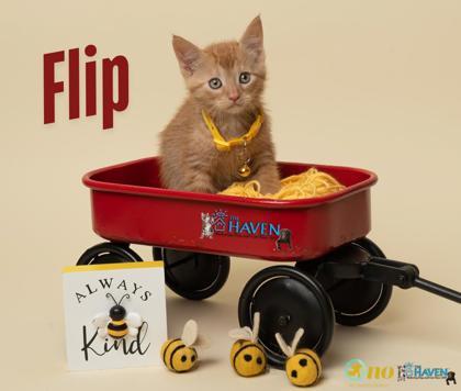Flip, Adoptable, Kitten Female Domestic Short Hair & Domestic Short Hair.