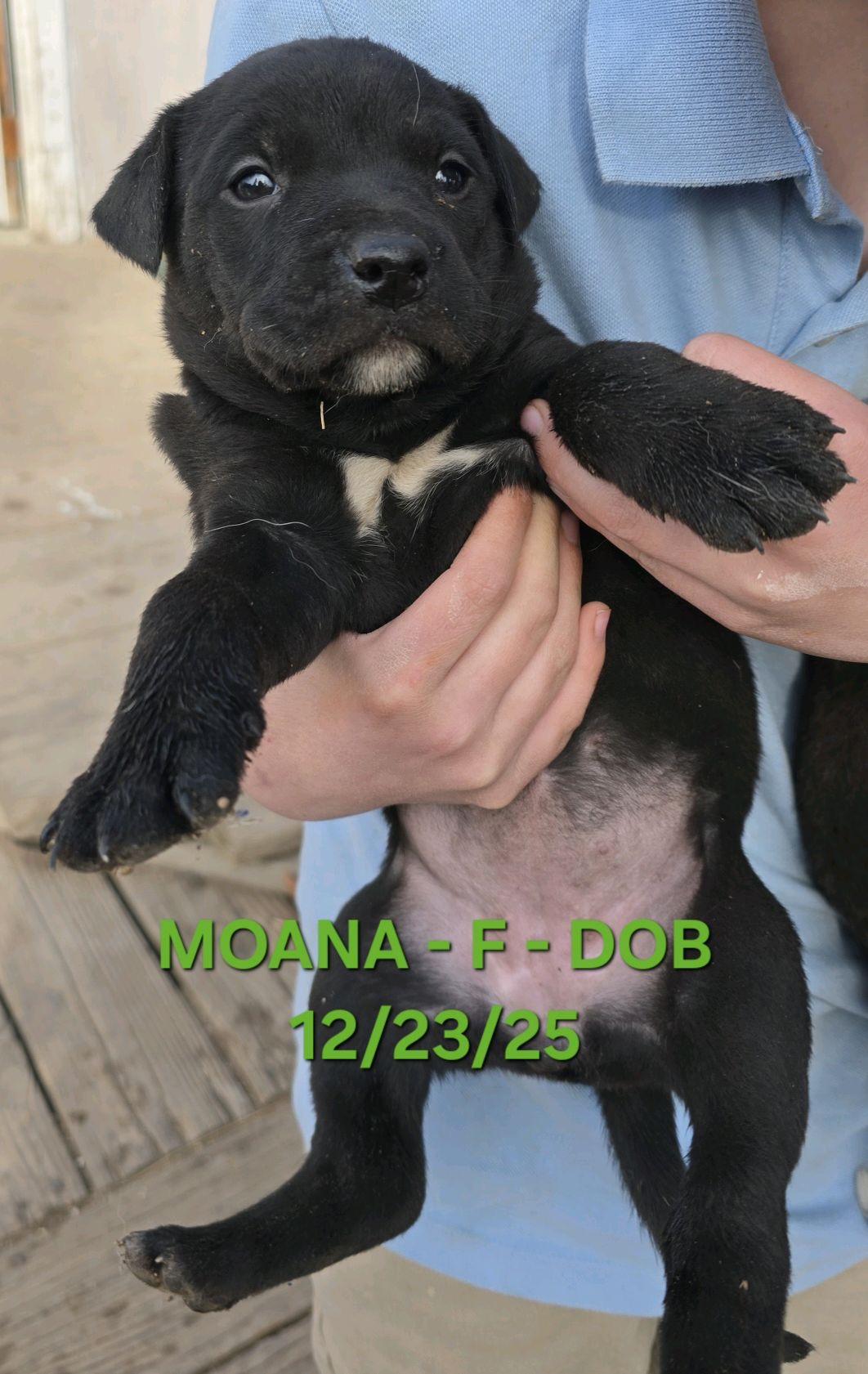 Enlarge Moana , a Adoptable mixed breed in Klamath Falls, OR image 1/1