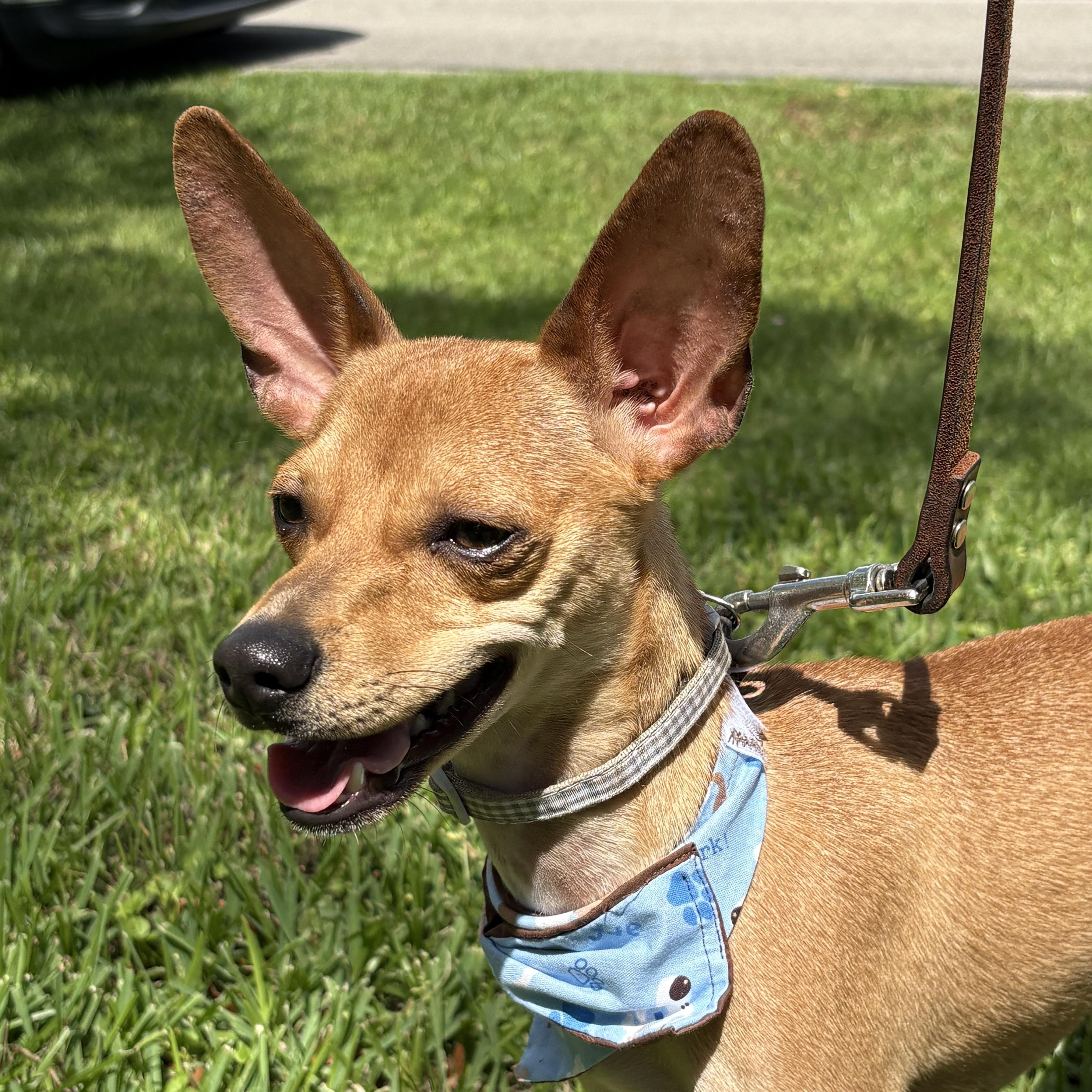 Rescue Dog Small Dogs Available Near Me Small Dogs Puppy Adoption