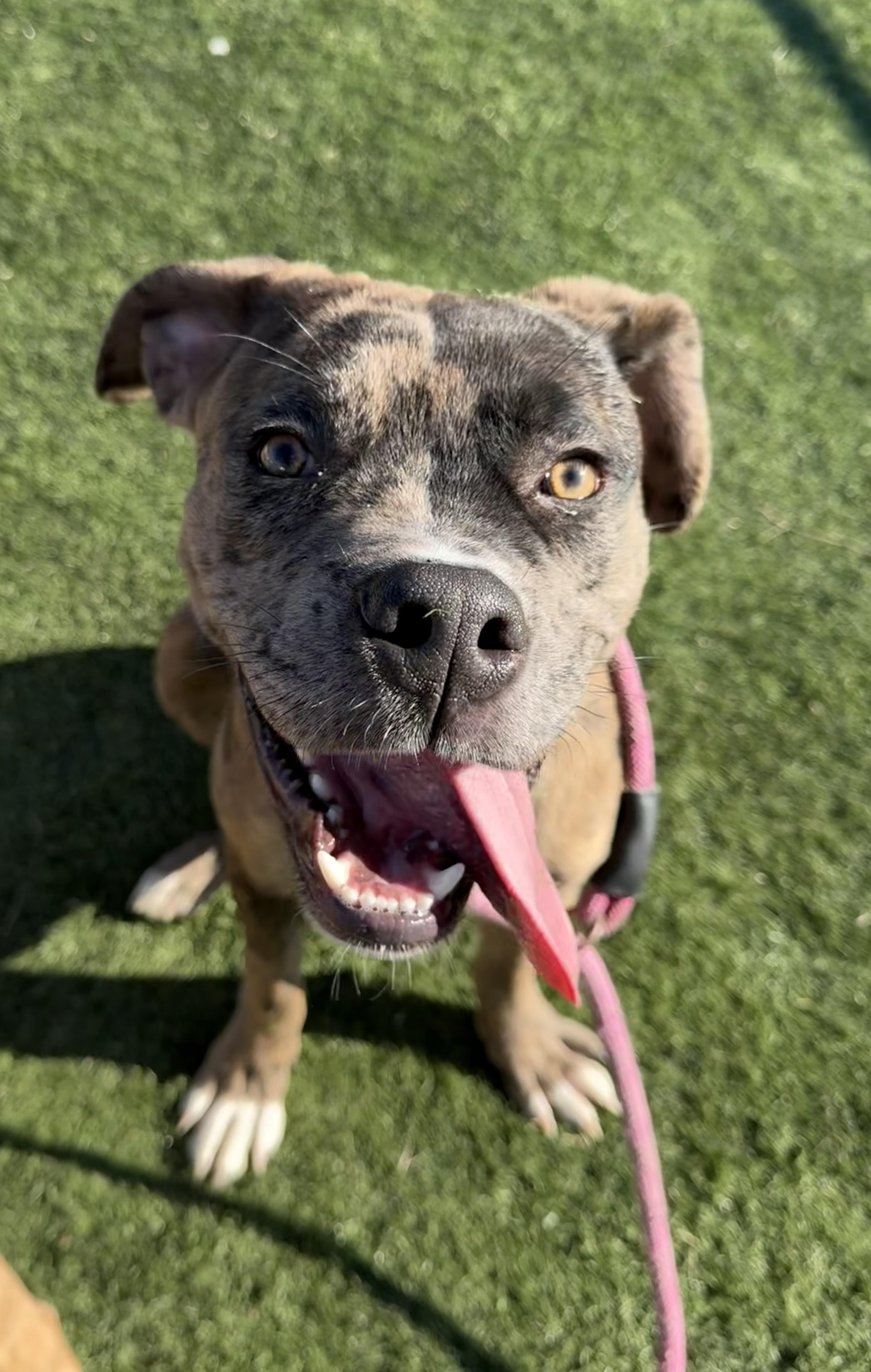 Merle, adopted, Young Male Pit Bull Terrier.