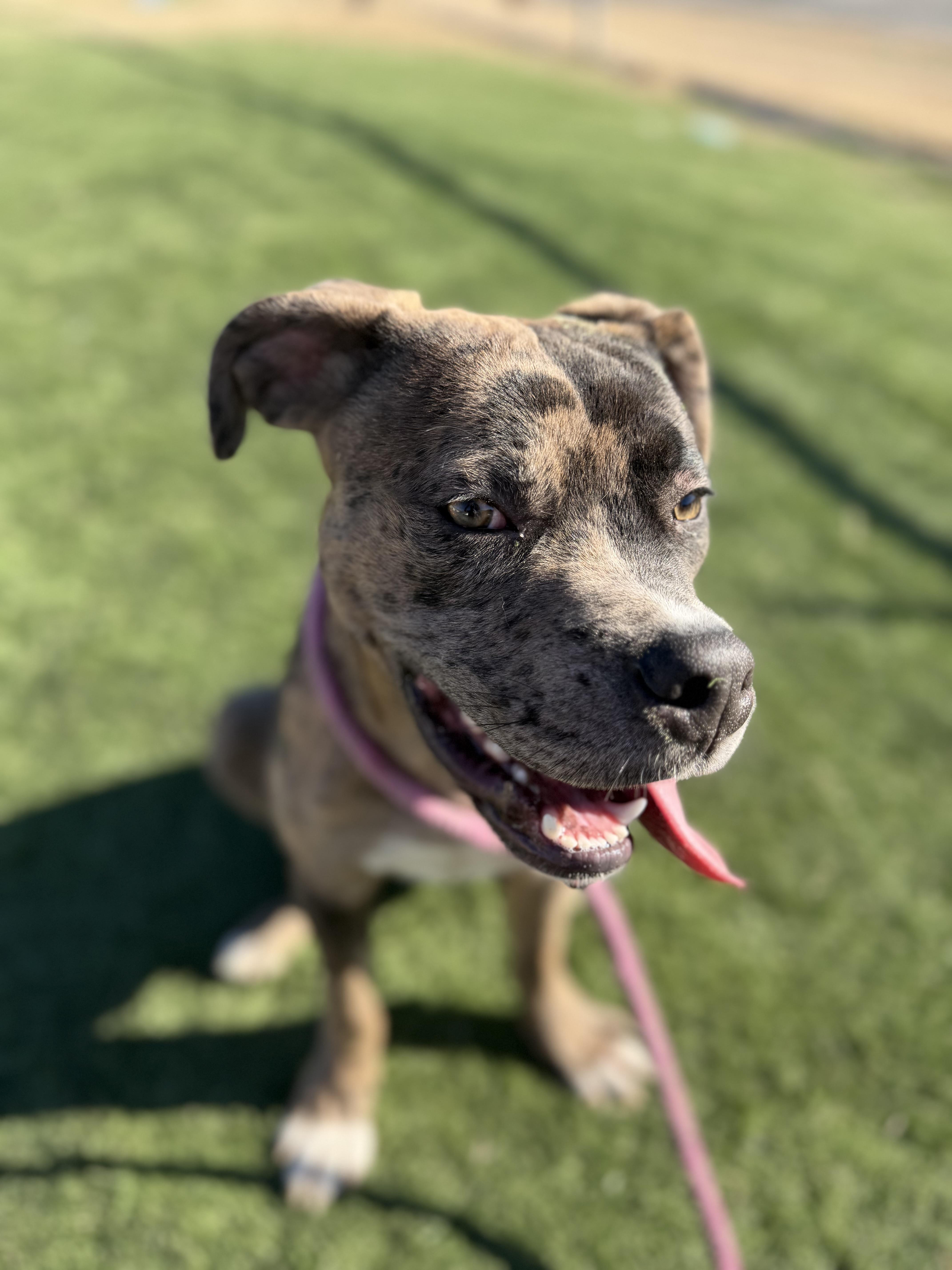 Merle, an adopted mixed breed in Albemarle, NC image 4/6