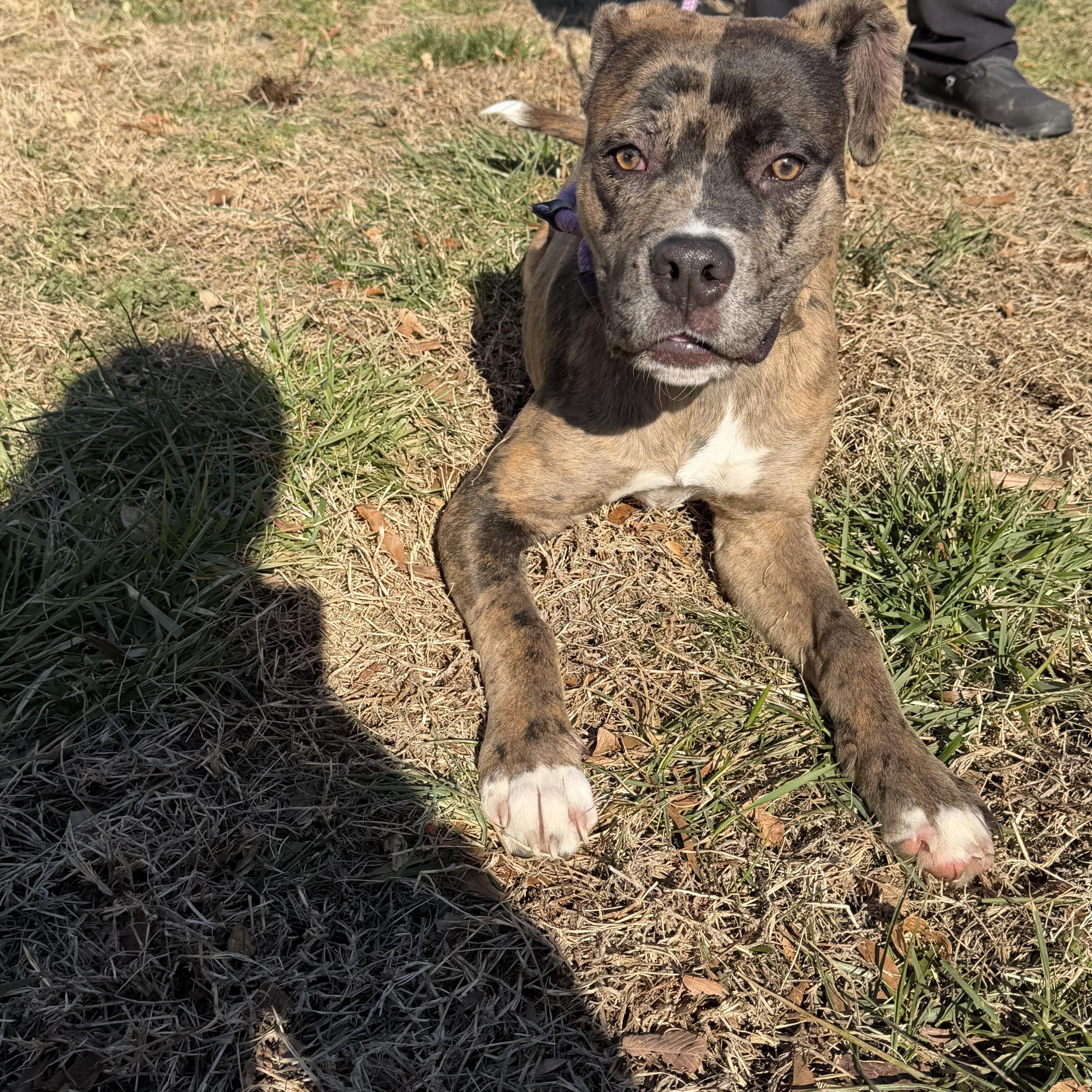 Merle, an adopted mixed breed in Albemarle, NC image 3/6