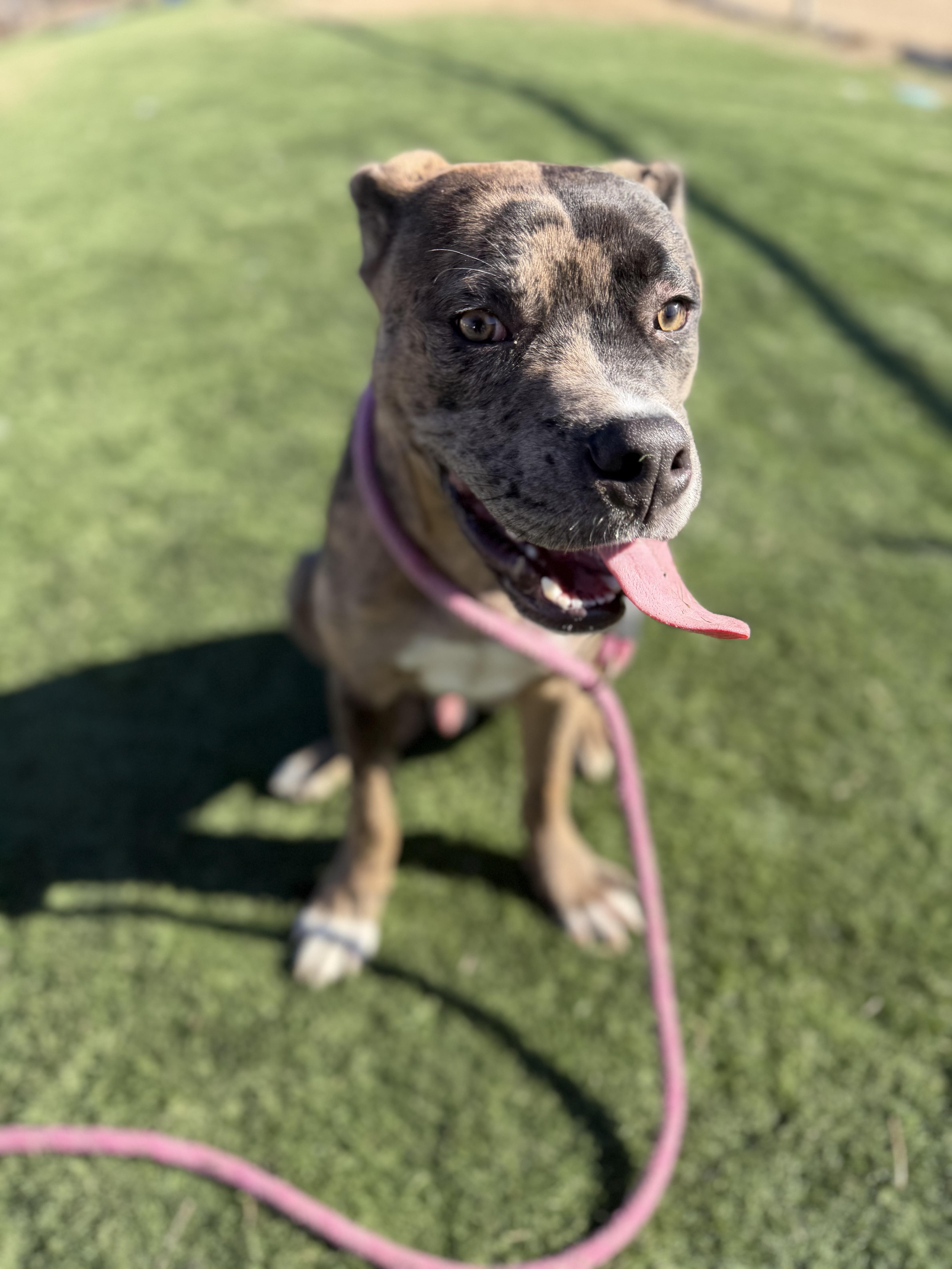 Merle, an adopted mixed breed in Albemarle, NC image 2/6