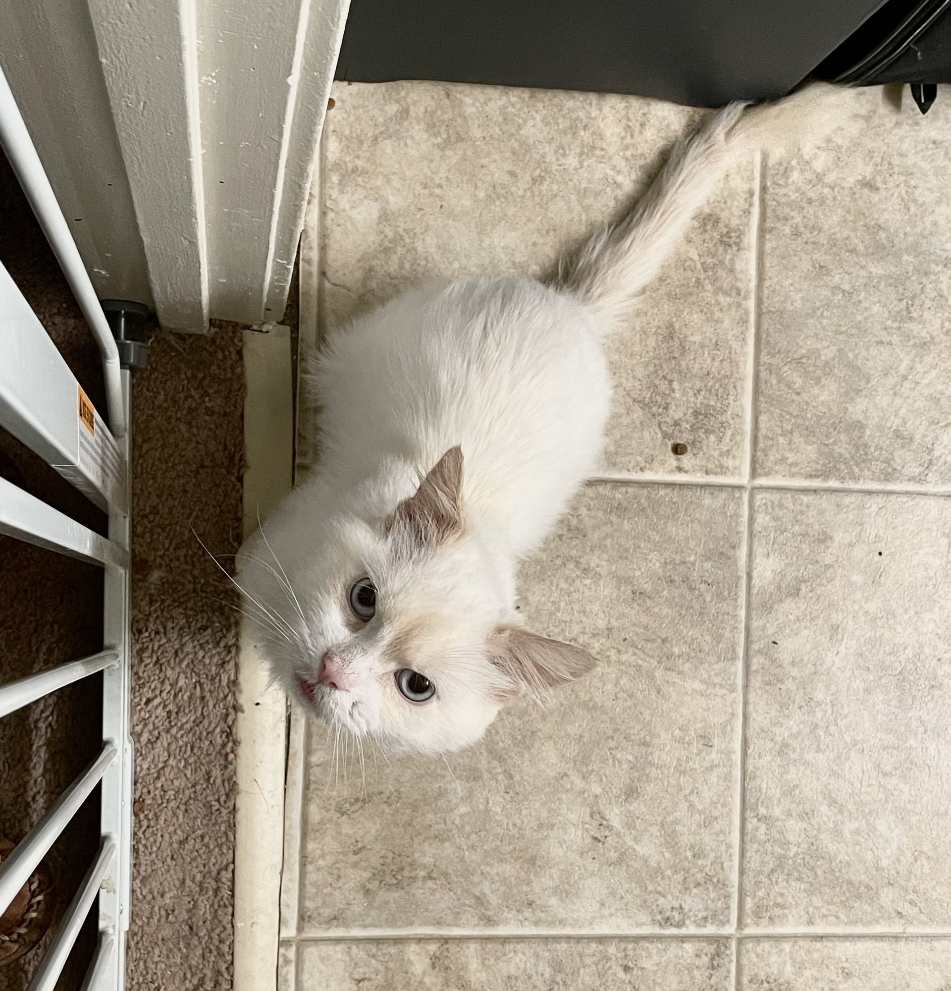 Minion, a Adoptable mixed breed in Mount Airy, MD image 1/10