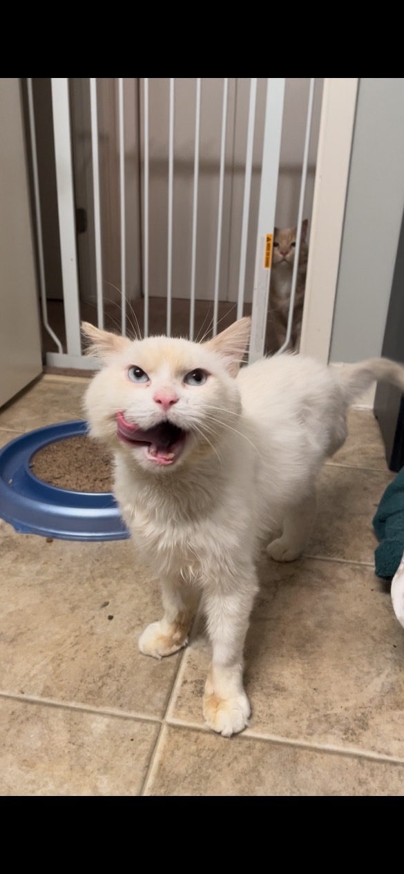 Minion, a Adoptable mixed breed in Mount Airy, MD image 3/10