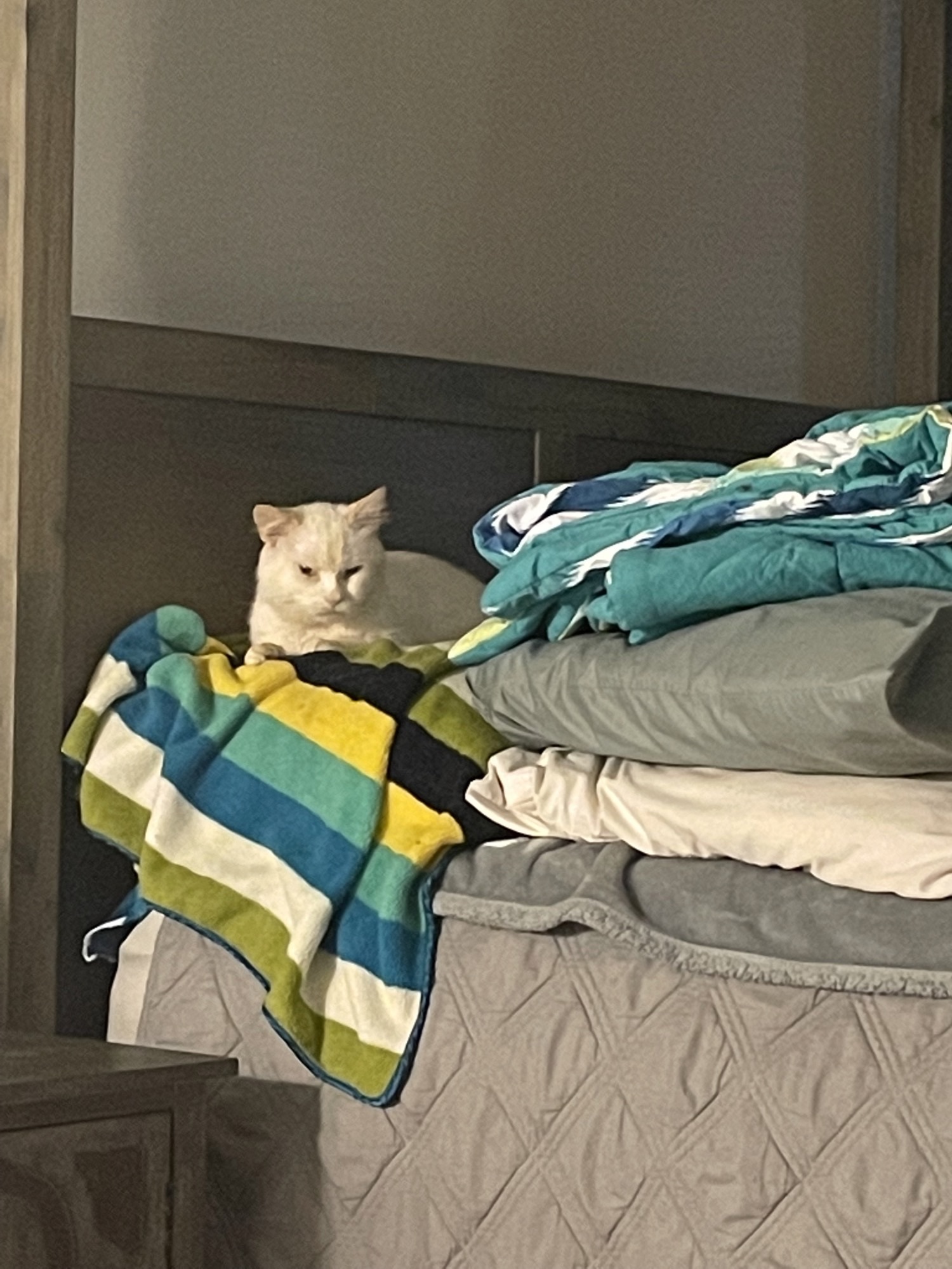 Minion, a Adoptable mixed breed in Mount Airy, MD image 4/10